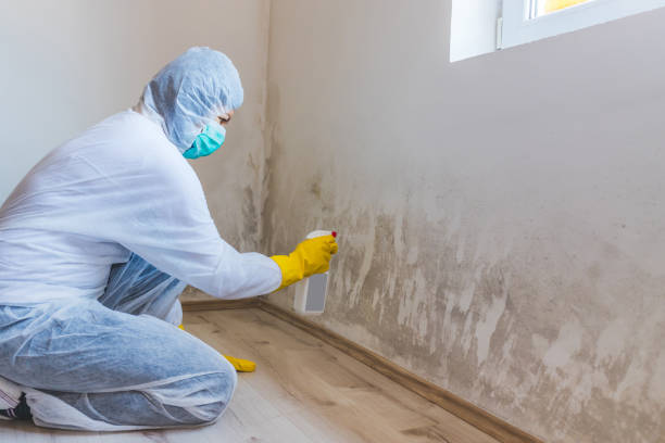 Licensed Black Mold Removal service in Bridgeport, NY - WQB Mold Removal