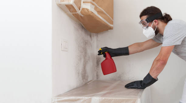 Professional Black Mold Removal technician working in Bridgeport, NY