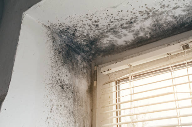 Affordable Black Mold Removal solutions in Bridgeport, NY